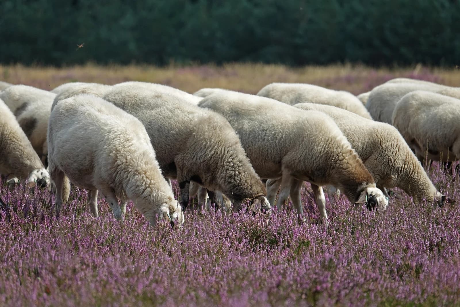 Wool & Merino Wool - Warmth That Regulates, Not Just Insulates — SoxFun custom sock guide